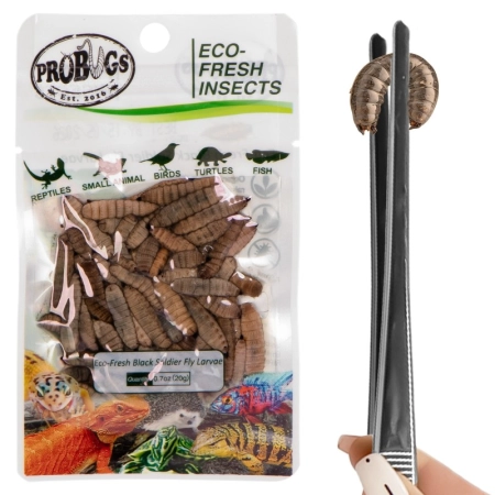 ProBugs Eco-Fresh Black Solider Fly Larvae 20g - świeże larwy muchy czarnej